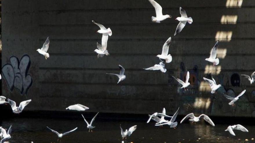 La fauna salvaje se ha reducido un 58% en 40 años