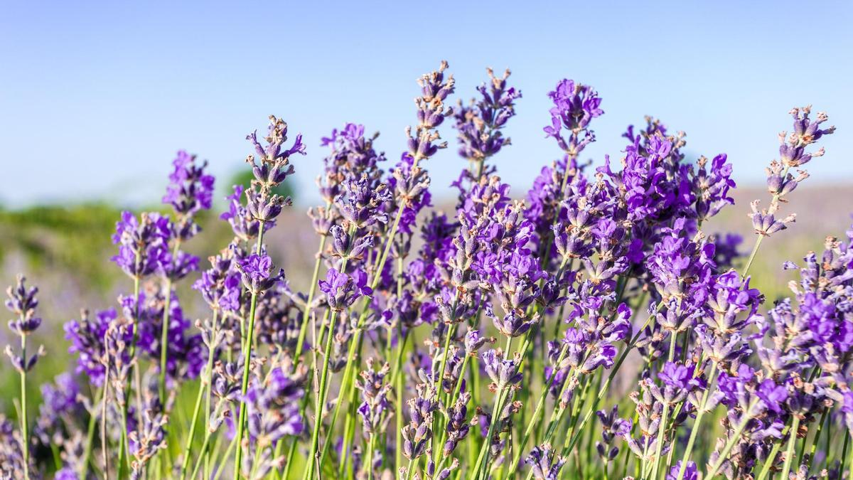 La lavanda es aromática y además ahuyenta mosquitos.