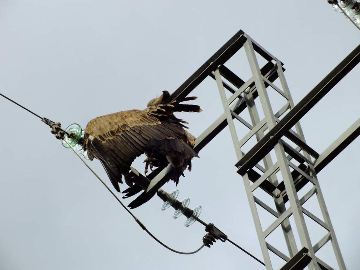 Castilla y León: 13,7 millones para evitar la muerte de aves en tendidos eléctricos