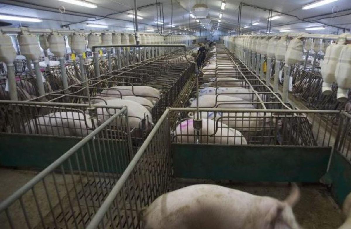 Imagen de una granja industrial de cerdos