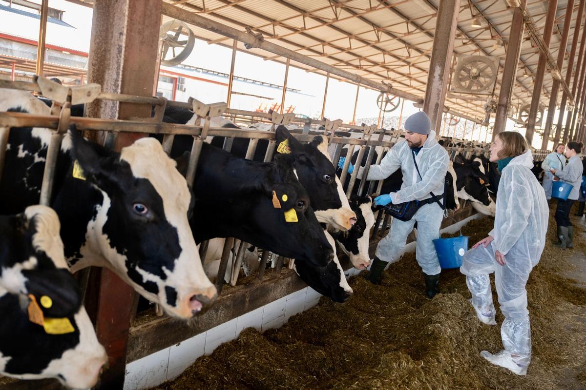 Vacunación de una ganadería de vacuno, contra la dermatosis nodular.