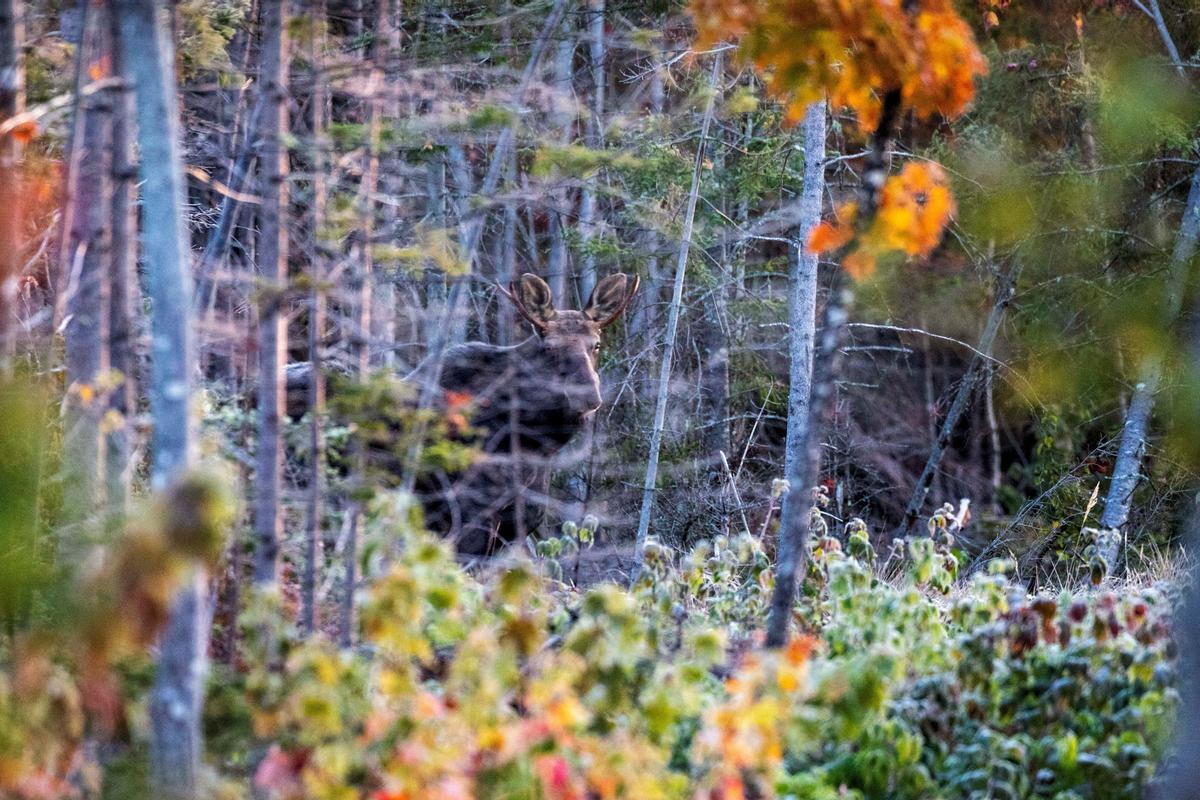 Las crías de alce en Maine, en peligro por las garrapatas y el cambio climático