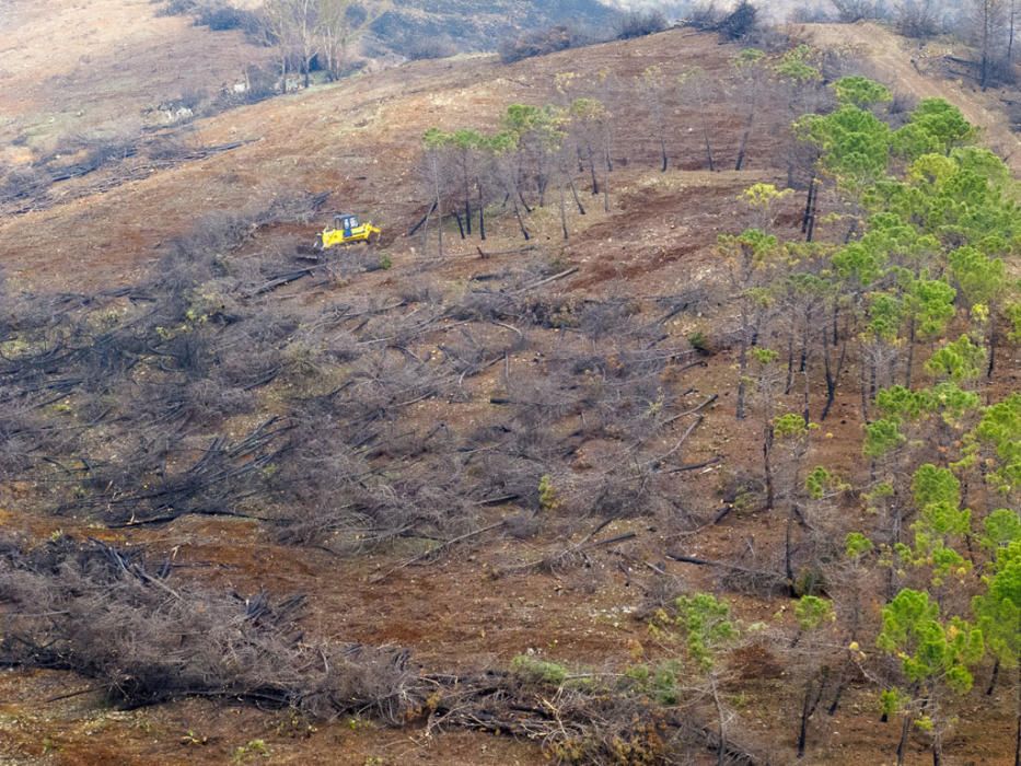 Hace cinco años, un gran incendio afectaba a 8.000 hectáreas de los municipios de Coín, Alhaurín el Grande, Mijas, Marbella, Ojén y Monda. Hoy se trabaja en recuperar las zonas afectadas.