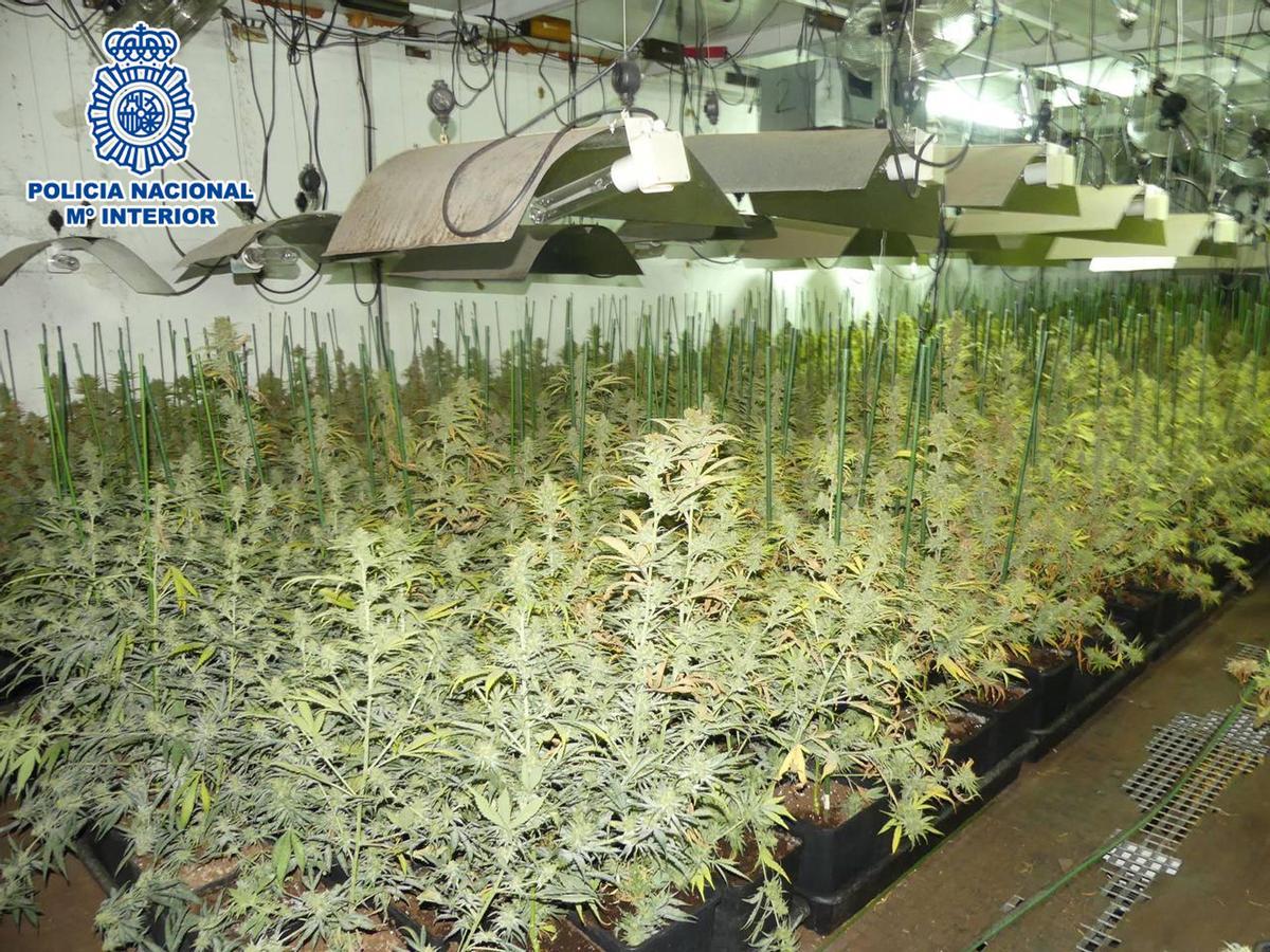 Desmantellada a Terrassa una sofisticada plantació de marihuana