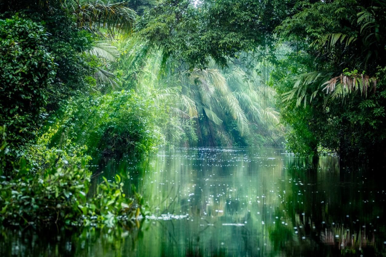 Canales de Tortuguero