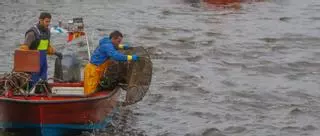 Hoy empieza la campaña de la lamprea en el Ulla, pero los primeros peces podrían hacerse esperar