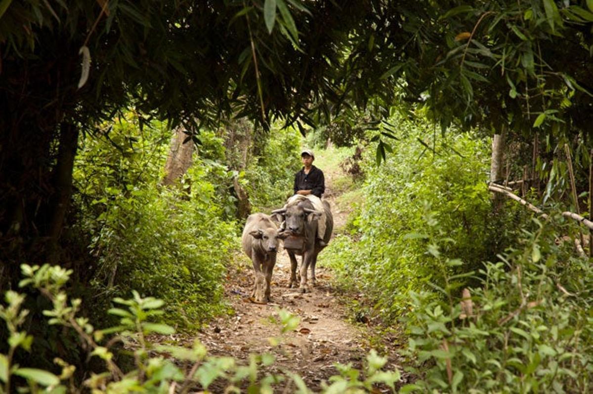 Vietnamita con búfalos en el valle de Sapa.