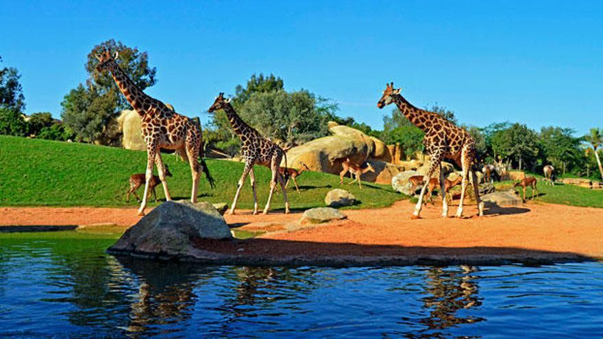 Estas Navidades visita Bioparc Valencia por sólo 15 euros