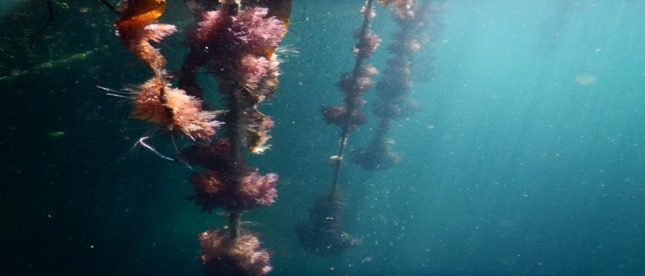 Cabos fondeados con paneles de hormigón para la regeneración de ecosistemas.