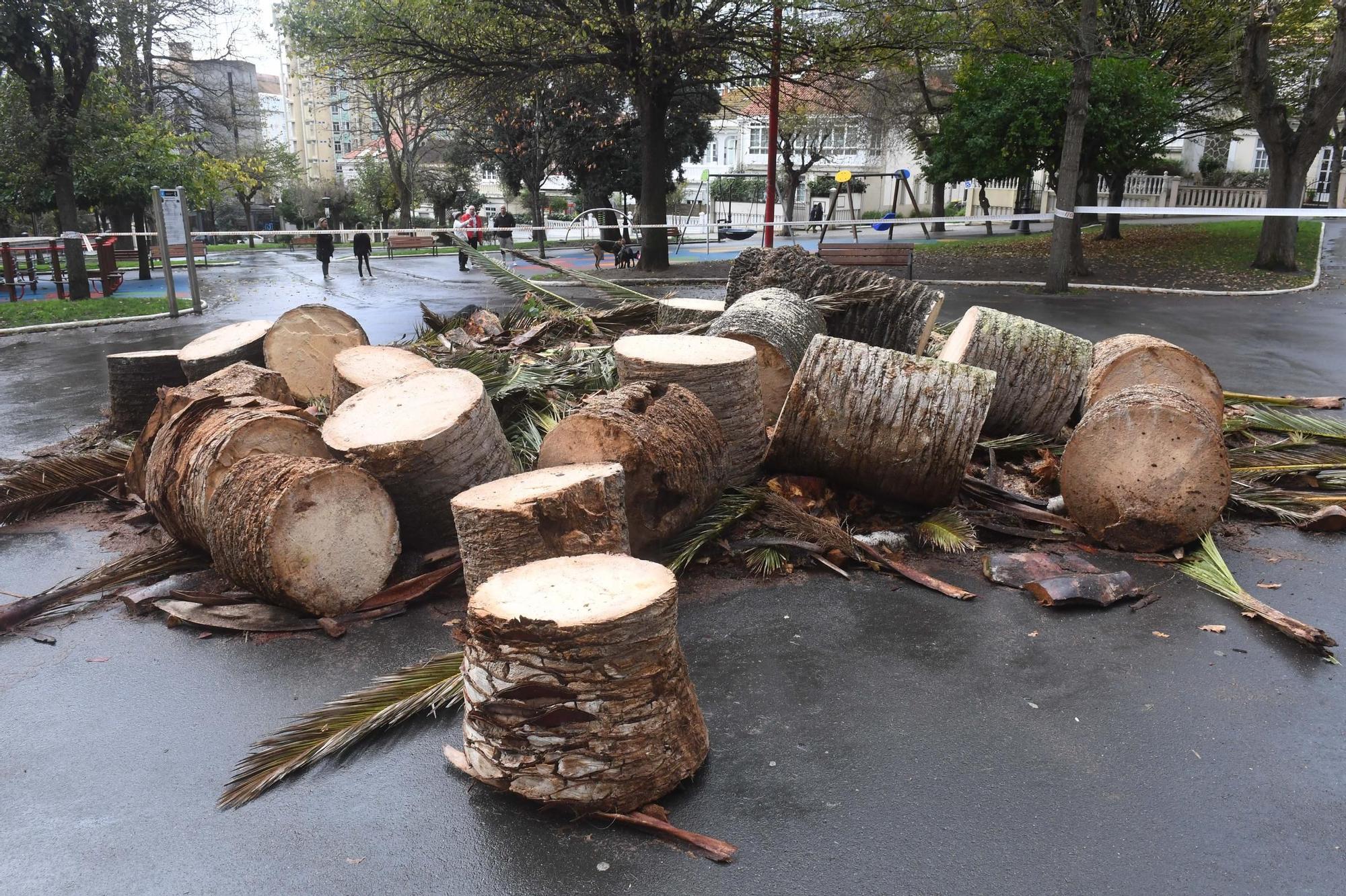 Adiós a la palmera del Campo de Marte de A Coruña