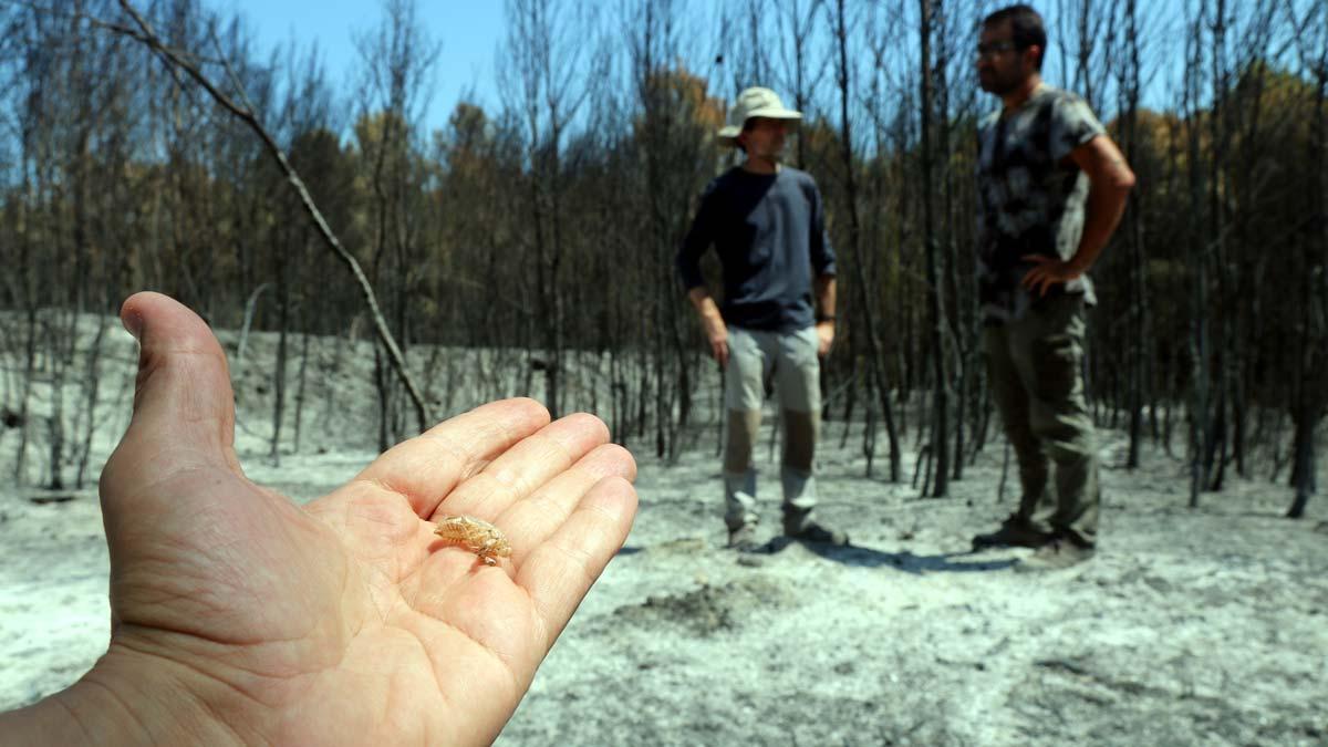 Investigadores de la UdG estudian cómo se regeneran los bosques afectados por incendios a partir de poblaciones de cigalas