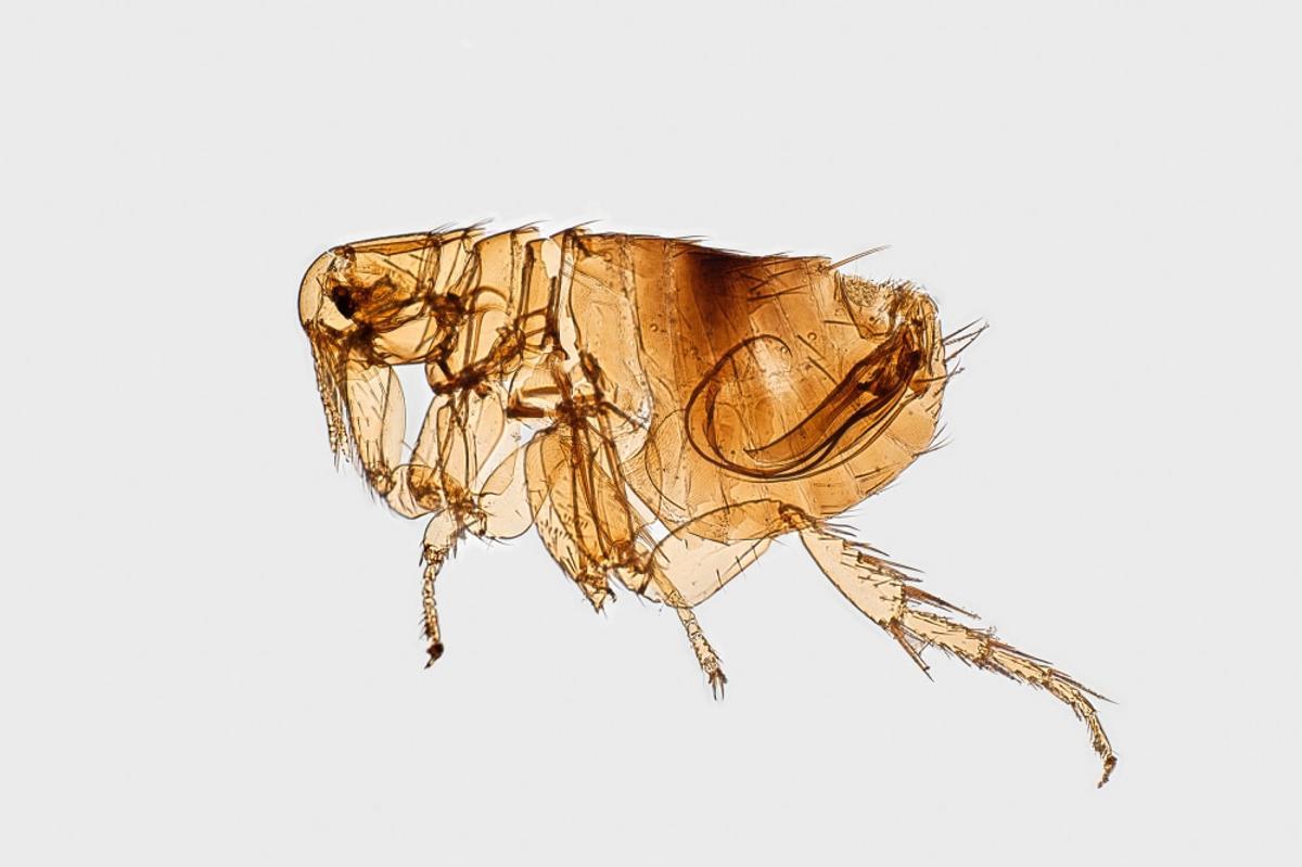 Una pulga de la peste bubónica vista al microscopio