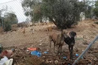Condenados a 18 meses de cárcel dos hombres por maltratar a 29 perros en la "finca de los horrores" de Cabra
