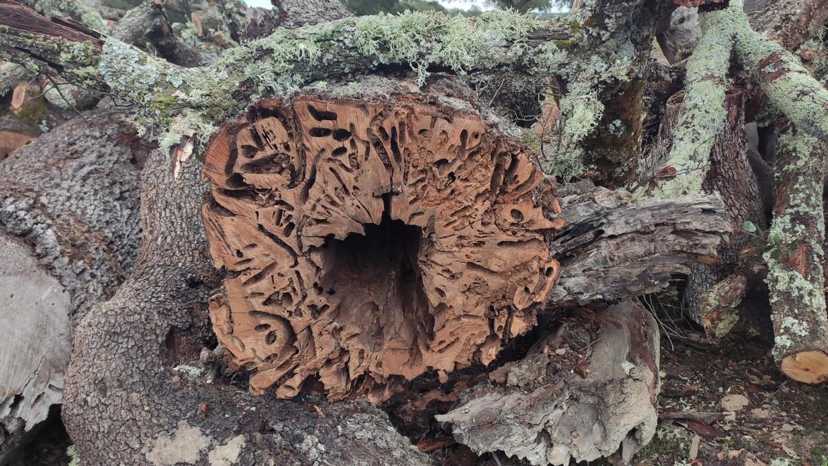 Galerías realizadas por insectos xilófagos o comedores de madera.