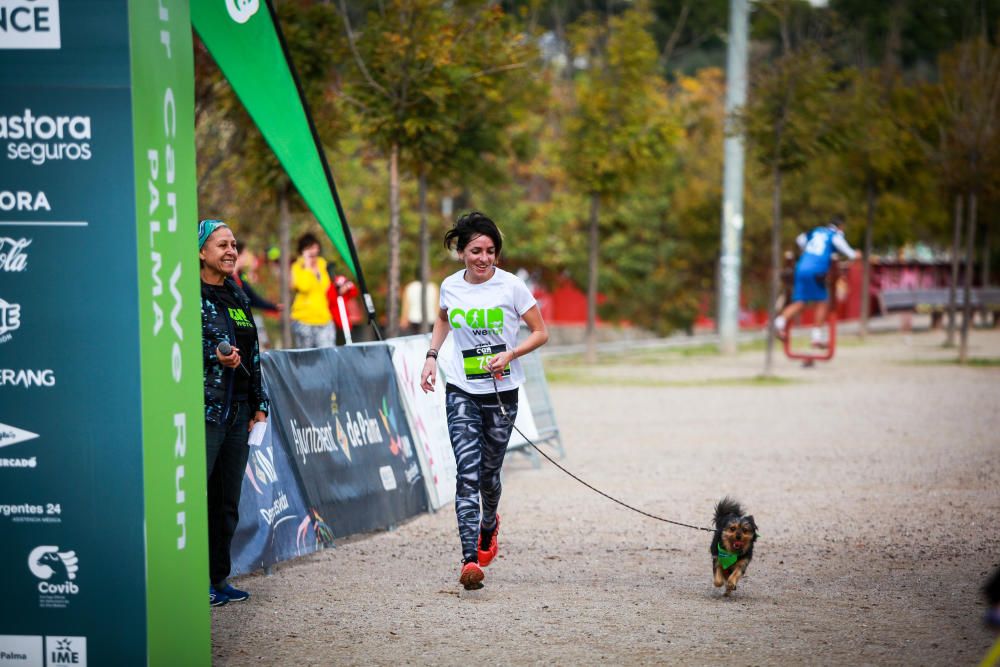 Can We Run Mallorca: So war das Hunderennen