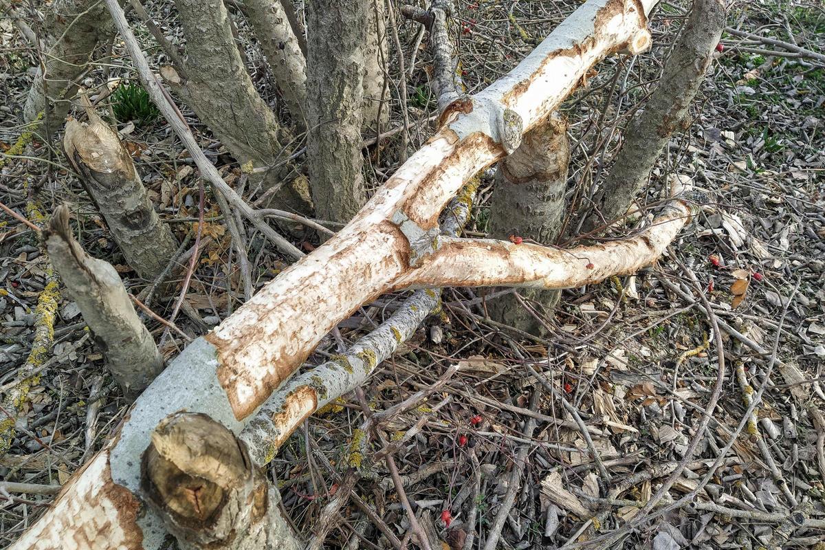 Árboles que han servido de alimento a los castores.