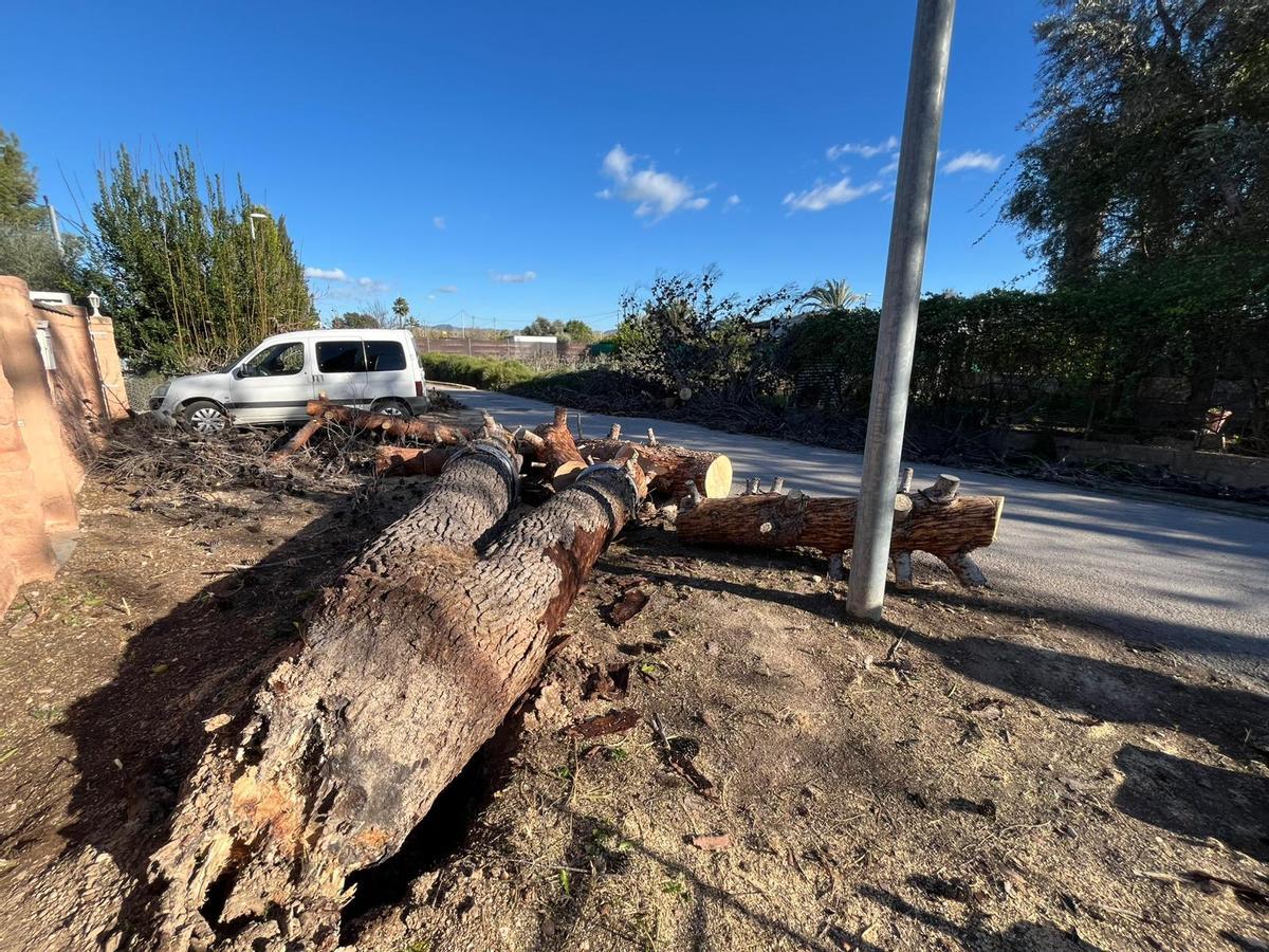 Árbol caído en El Rincón de Beniscornia