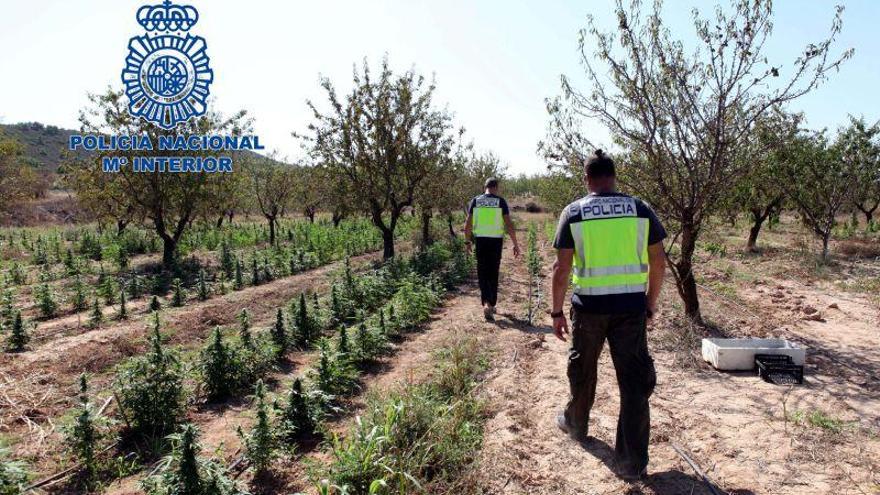 La Policía Nacional se incauta  2.262 plantas de marihuana cultivadas en el exterior