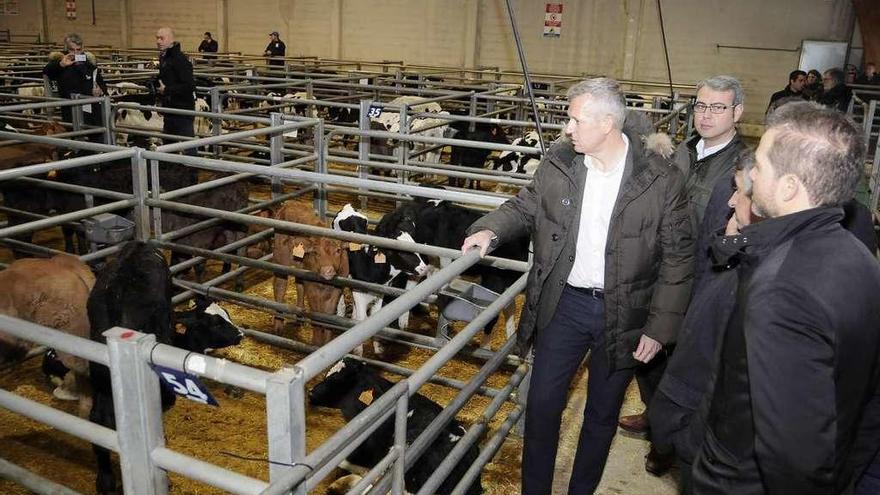 Alfonso Rueda examina la nave de terneros de recría. // Bernabé/Javier Lalín