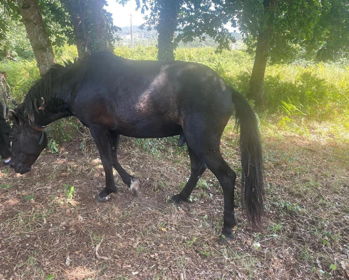 El caballo tras ser liberado por los agentes de Vilagarcía.