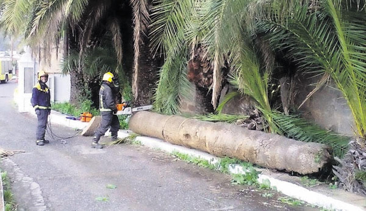 Caída de una palmera en Santa Brígida