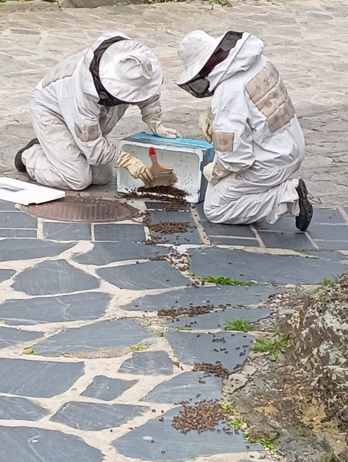 Retirada de un enjambre de abejas.