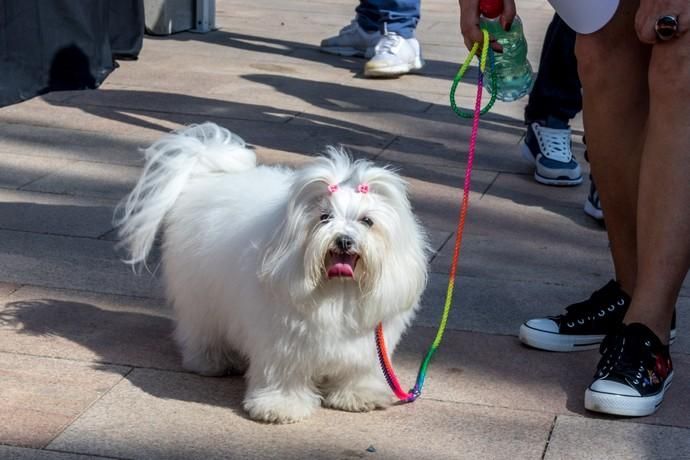 II Feria de Mascotas en Maspalomas