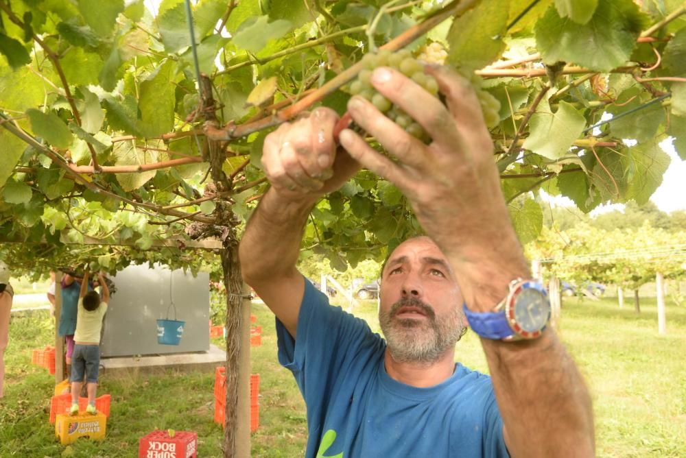 Arranca la vendimia en Pazo Baión