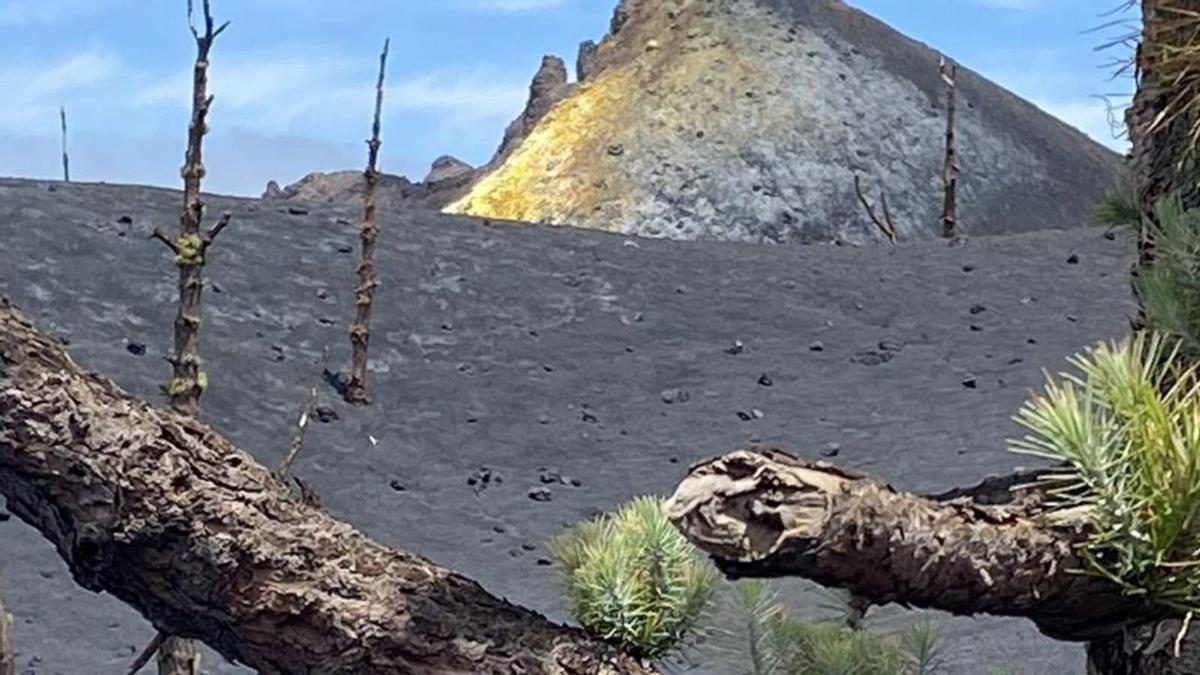 Un pino canario en la cercanía del cráter del Tajogaite.