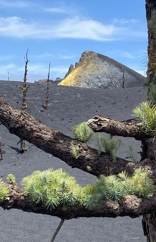 El Tajogaite «colapsó» la biodiversidad de su entorno