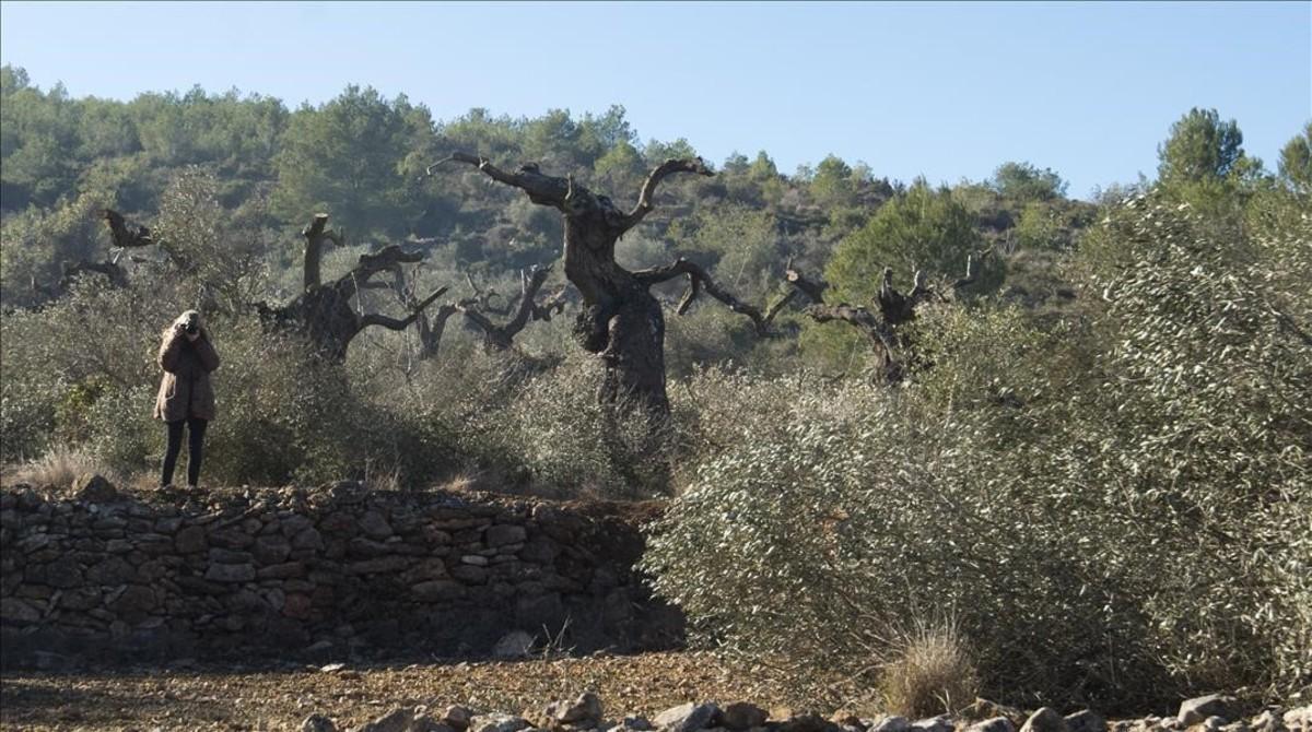 jgblanco37422070 ulldecona montsia 24 02 2017 venta olivos montsia finca 170225223719 jgblanco37422070 ulldecona montsia 24 02 2017 venta olivos montsia finca 170225223719