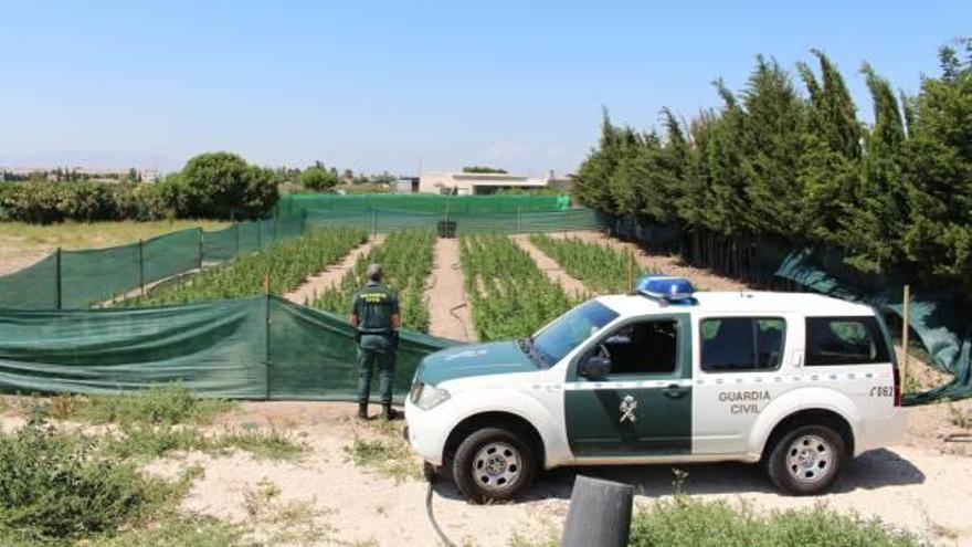 La Guardia Civil desarticula una plantación de casi un millar ejemplares de marihuana