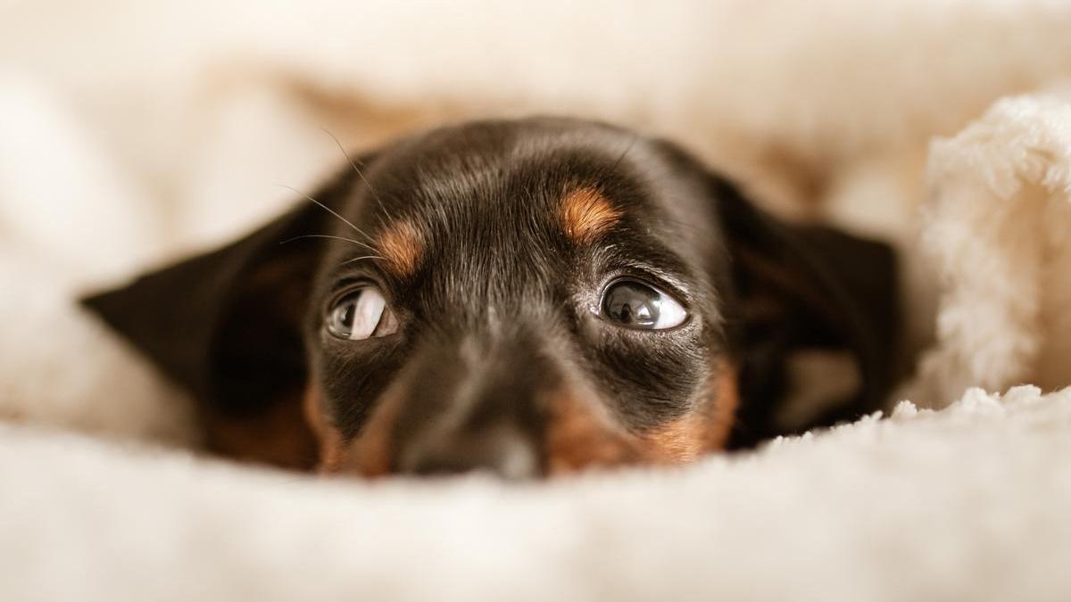 TRUCOS PERROS | Diez cosas que tu perro odian de ti