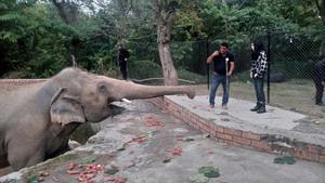 El elefante Kaavan, en el zoo de Islamabad (Pakistán)