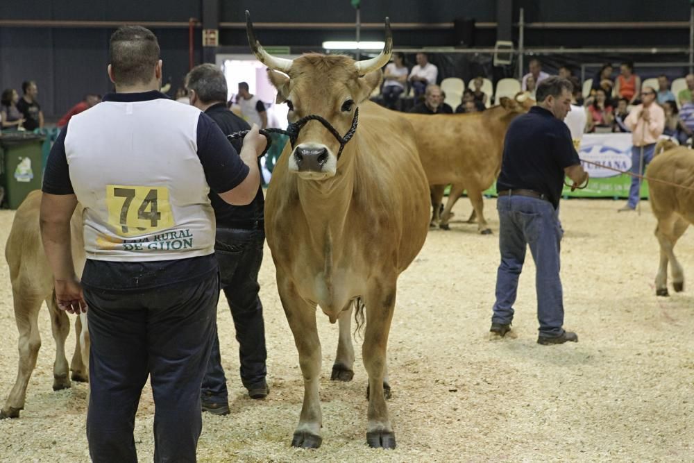 Las mejores vacas de Asturias se citan en la Feria de San Antonio de Gijón.