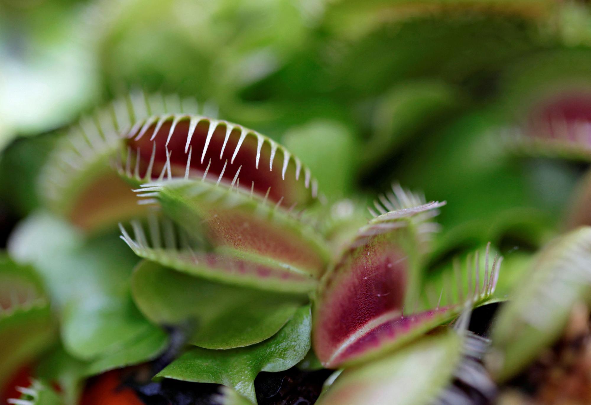 FILE PHOTO: A Venus flytrap is seen at a plant exhibition in Bogota