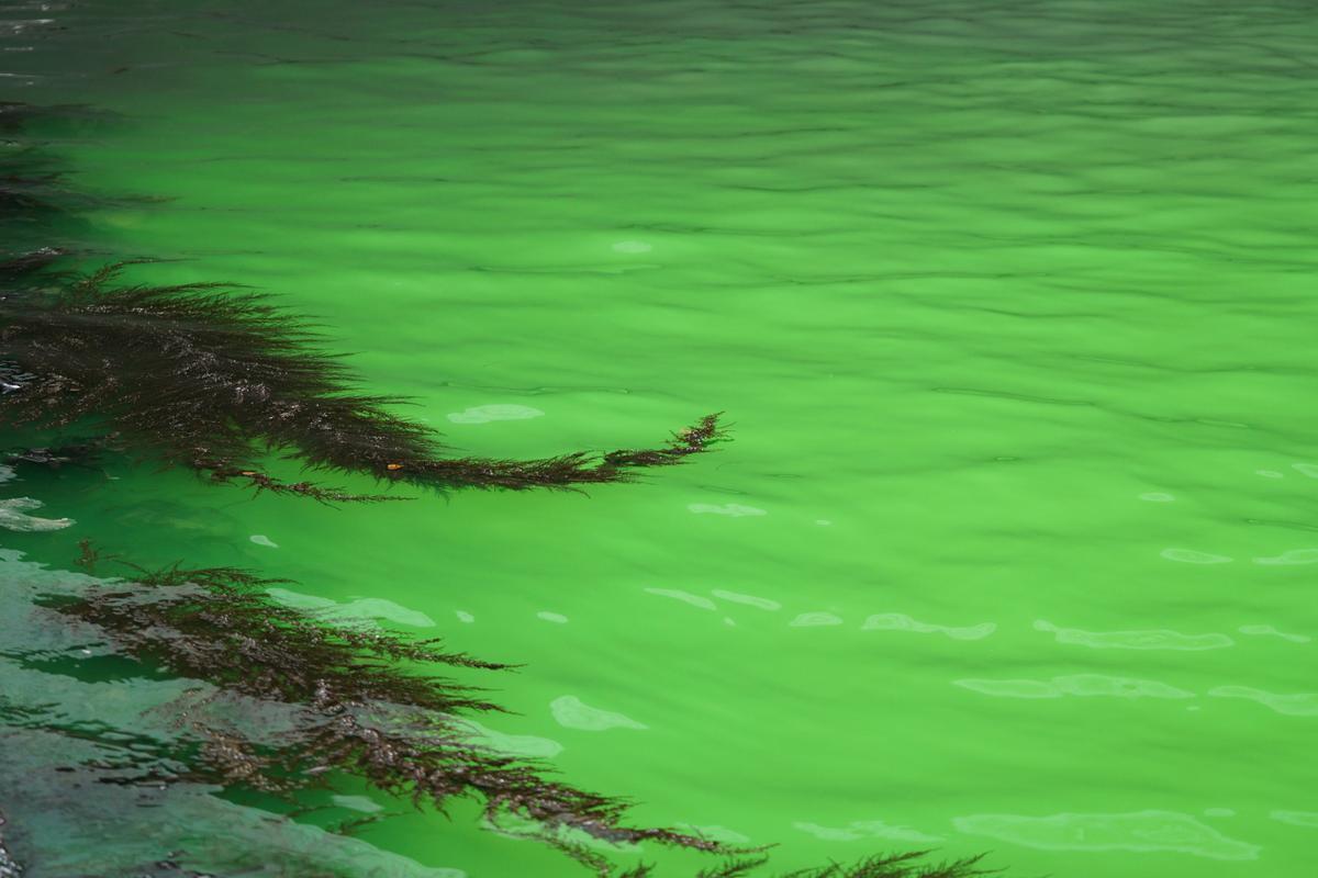 Alerta en Venecia: el agua del Gran Canal se tiñe de verde