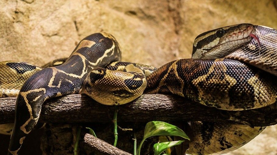 Una serpiente similar a la hallada en la isla de Dominica