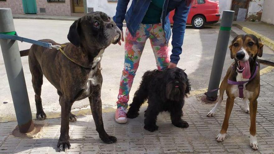 Aparece Tairon, el perro enfermo que desapareció hace 13 días en Castelló