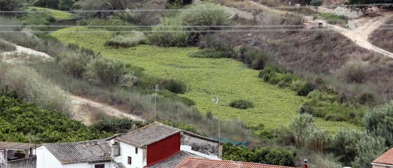 Las Corts trazarán un plan para eliminar la planta acuática invasora del Albaida