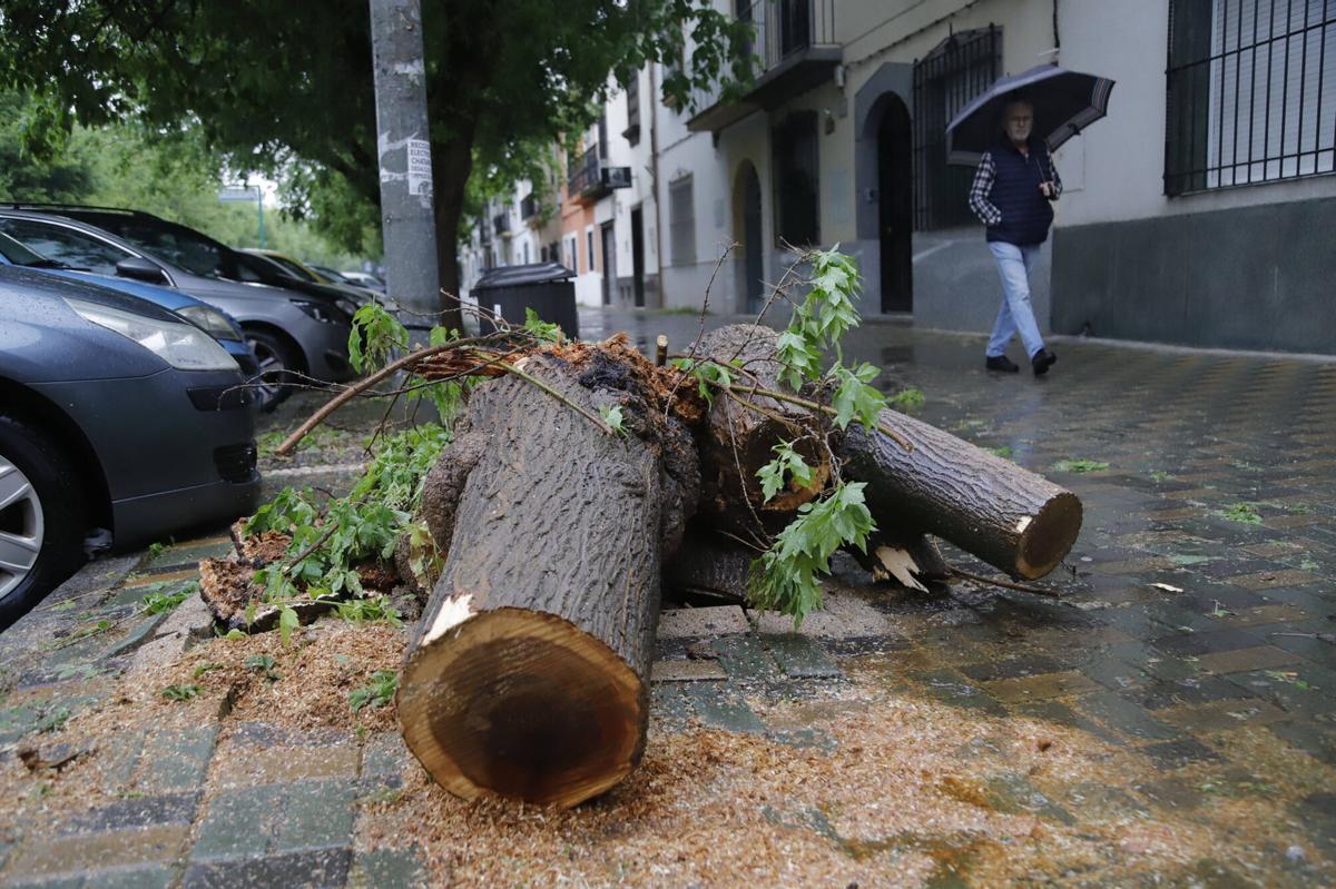 El temporal de lluvia y viento, en imágenes