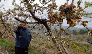 Las lluvias arruinan la campaña de cerezas con pérdidas de 4,5 millones