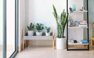 Plantas de interior para atraer a la buena suerte