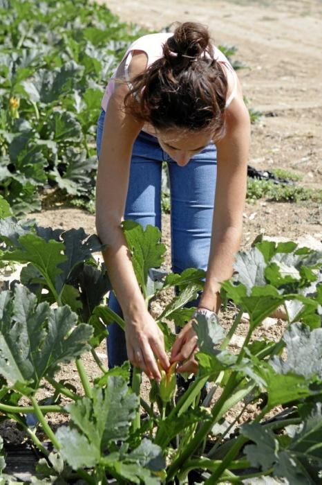 Mit den tiefgrünen Zucchini der Sorte carbassó negre beliefert die Familie Pascual Supermärkte und Gemüseläden der Insel. Die geöffneten Blüten sind für den Gourmet-Markt bestimmt, wie auch das zarte Baby-Format der Frucht.