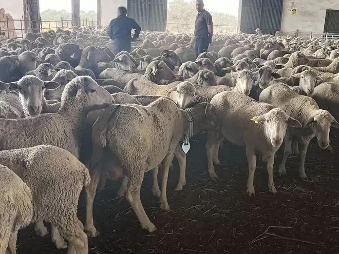 Zafra y otras ferias provinciales reconocen el modelo ganadero de La Cocosa