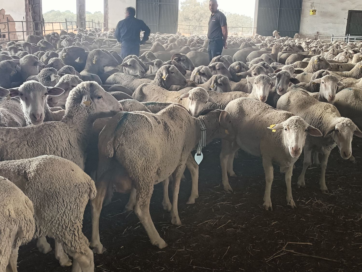 Cabezas de ganado de 'La Cocosa' en ferias de la provincia.