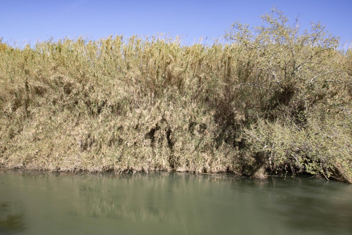 Una caña invasiva que impide ver el río