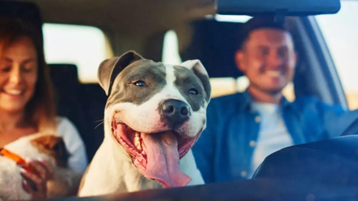 Los mejores destinos para viajar con tu mascota