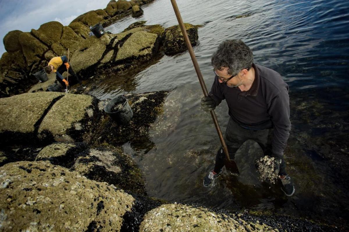 Así recolectan mejilla los bateeiros de Arousa