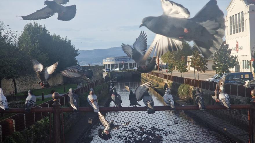 &quot;Volverán las oscuras golondrinas&quot;, aunque también sirven palomas